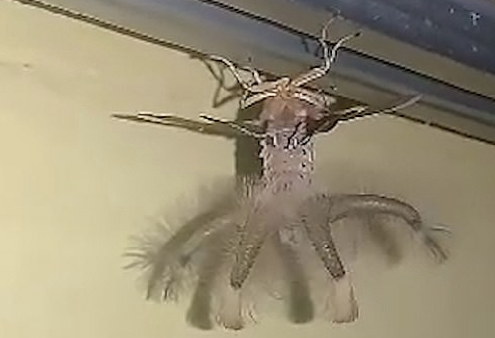 Creatura misteriosa trovata in una casa in Indonesia