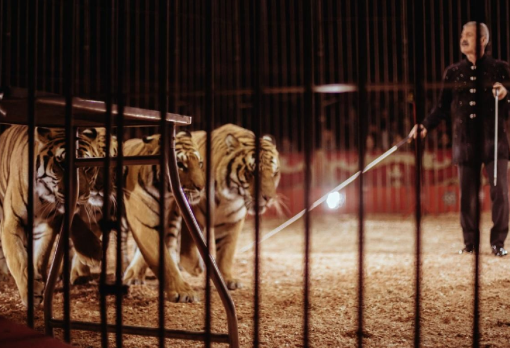 La moglie del domatore ucciso da una tigre lancia un appello per salvarla: “Non ha colpe, non sopprimetela”
