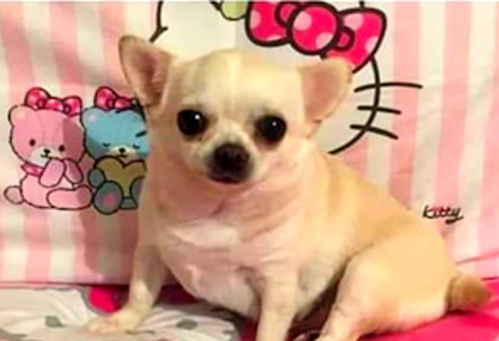 Chihuahua rubato viene ritrovato morto in un sacchetto di plastica