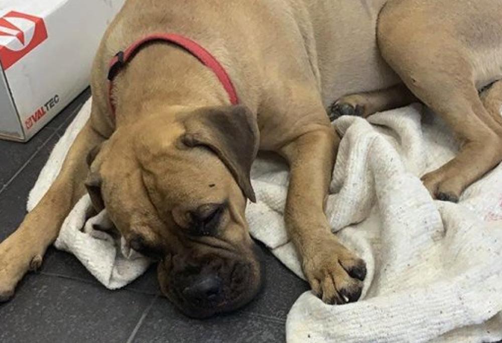 Russia: cane abbandonato percorre 200 km in 2 giorni per tornare a casa