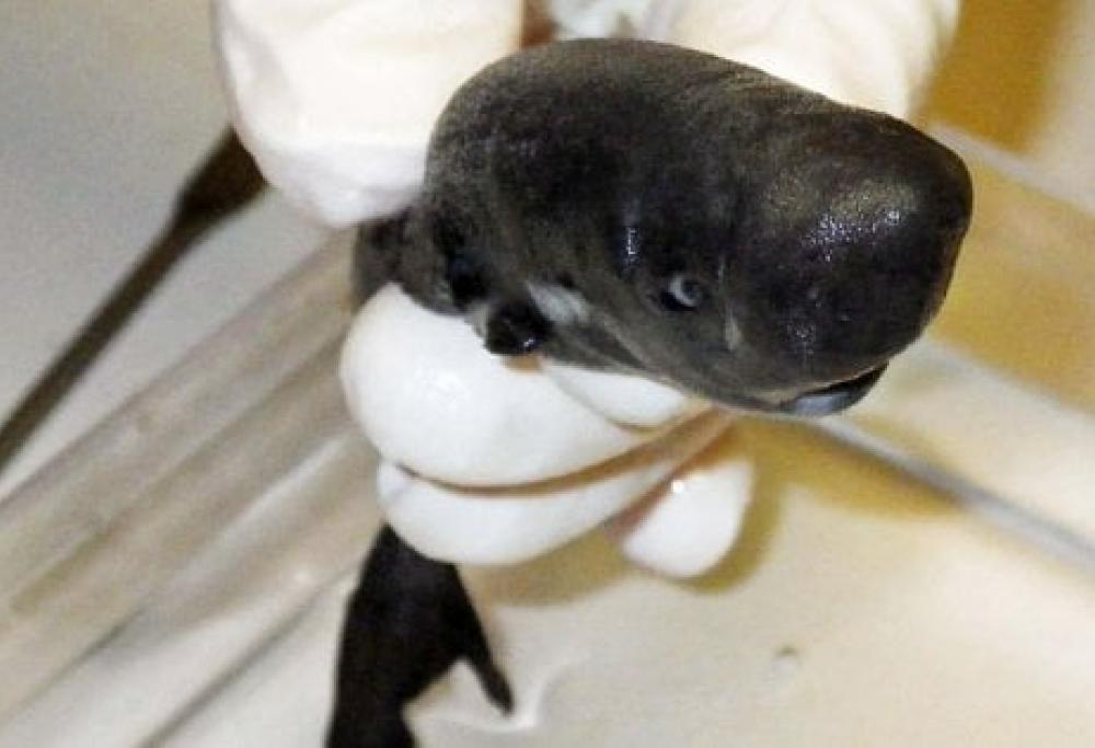 Questo mini squalo è stato scoperto negli abissi del Golfo del Messico