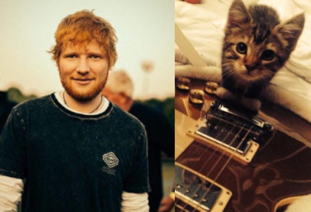 Ed Sheeran ha il cuore spezzato: il suo gattino è morto
