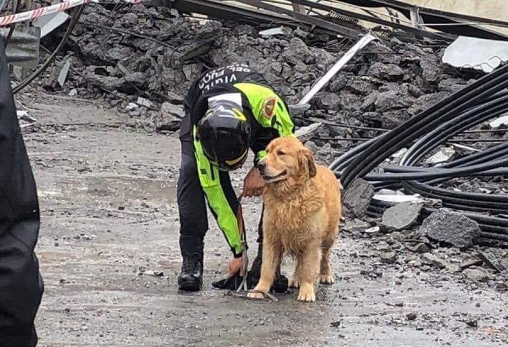 Ponte Morandi: i cani da soccorso riceveranno un riconoscimento speciale