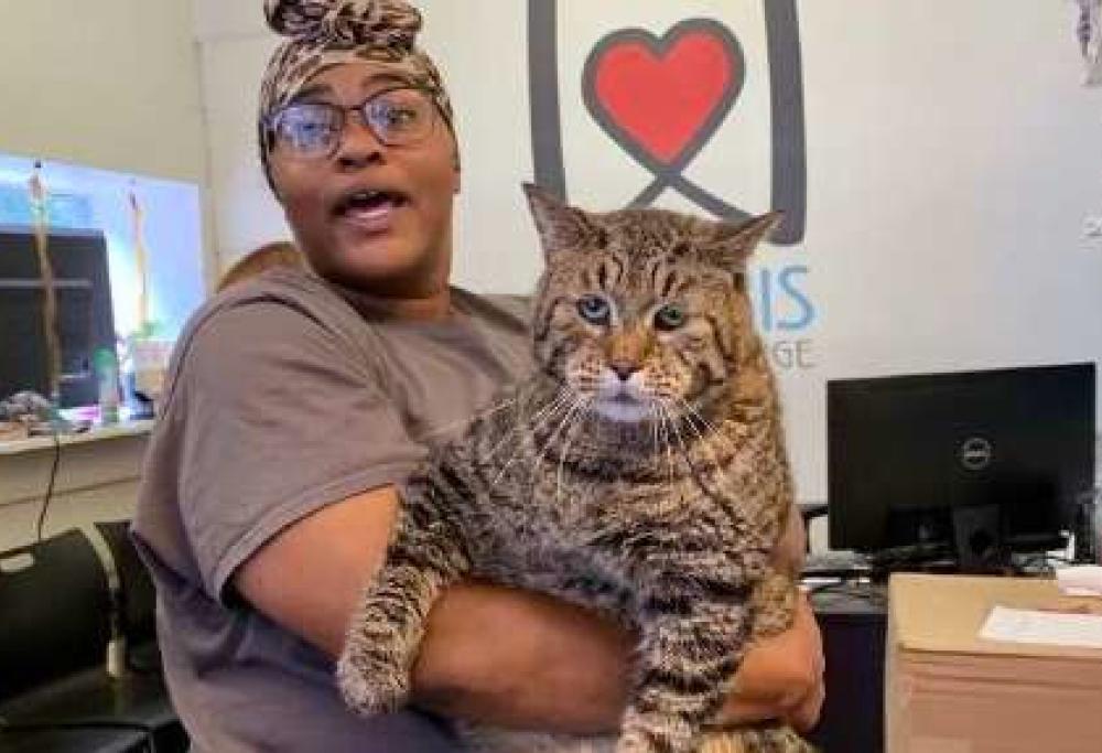 Il gatto più paffuto del mondo cerca casa