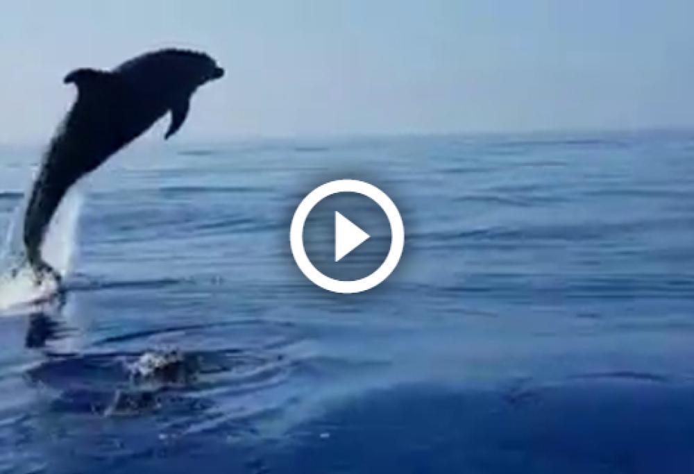 Cucciolo di delfino salvato dalla rete, la madre ringrazia con salti spettacolari