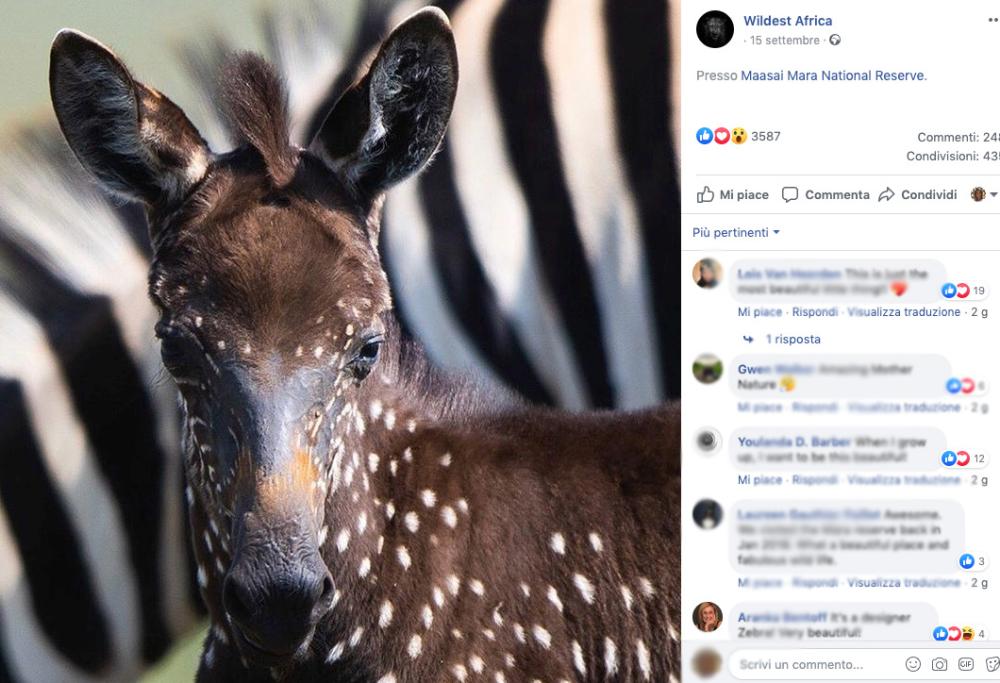 La zebra a pois esiste davvero: eccola