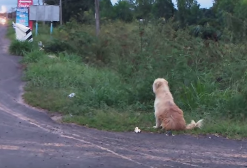 Questo cane ha aspettato per 4 anni i padroni fermo in un incrocio