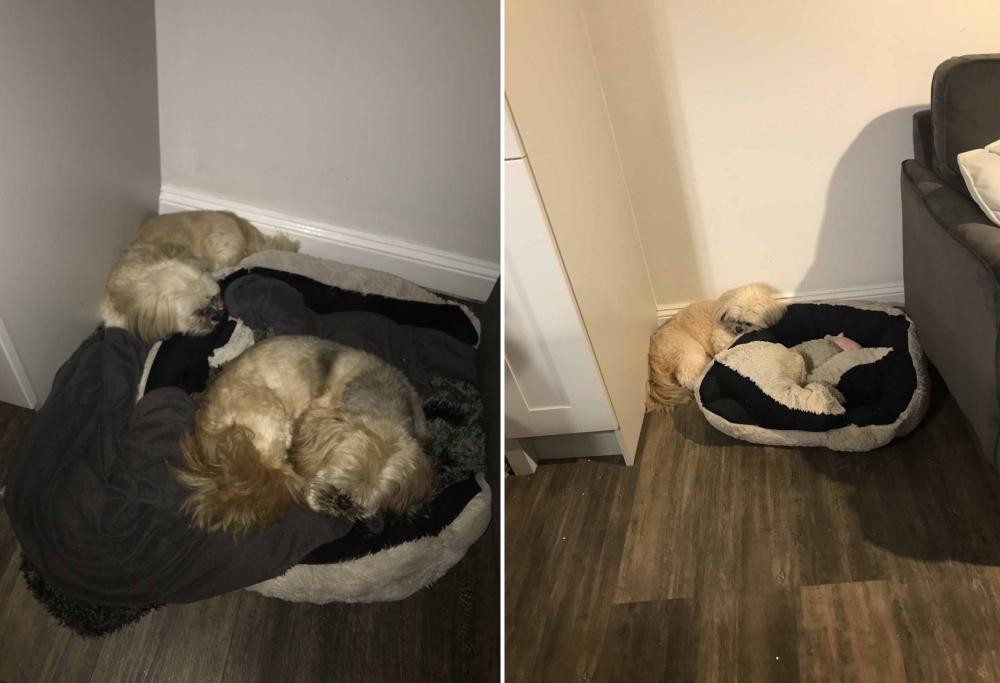 Questo cane lascia il posto libero all'amico, anche dopo 1 anno dalla sua morte