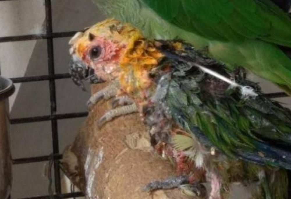 Incolla becco e piume al pappagallo per non farlo cantare