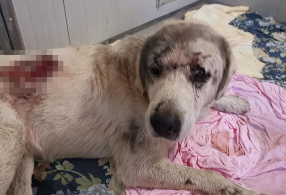 Gli hanno sparato e poi lo hanno investito:  la rabbia del sindaco sardo per il povero cagnolino
