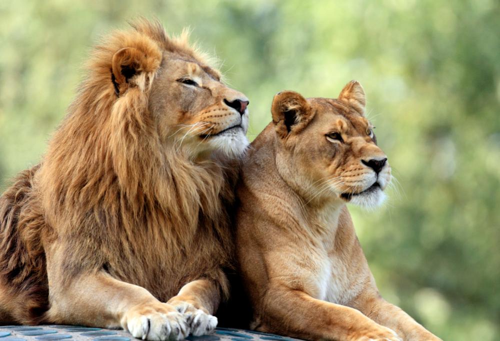 Uccidi due leoni e paghi uno: l’orribile promozione per i cacciatori di trofei