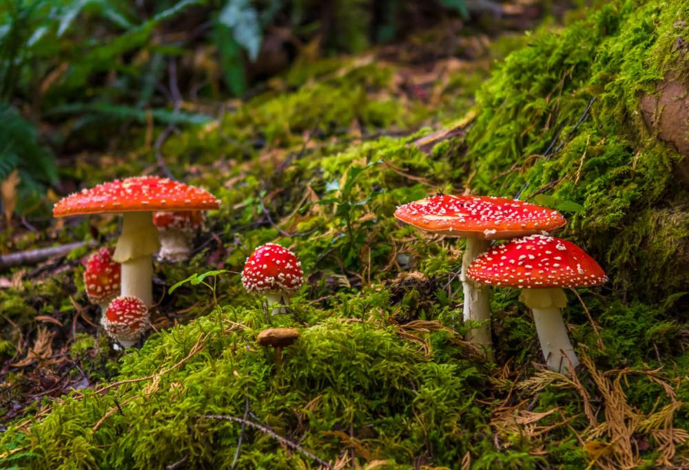 Funghi velenosi: ecco qualche dritta per imparare a riconoscerli