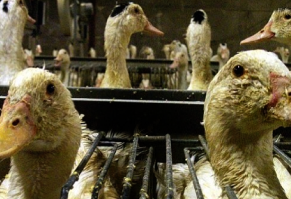 New York vieta il foie gras: multe di 1000 dollari e un anno di carcere