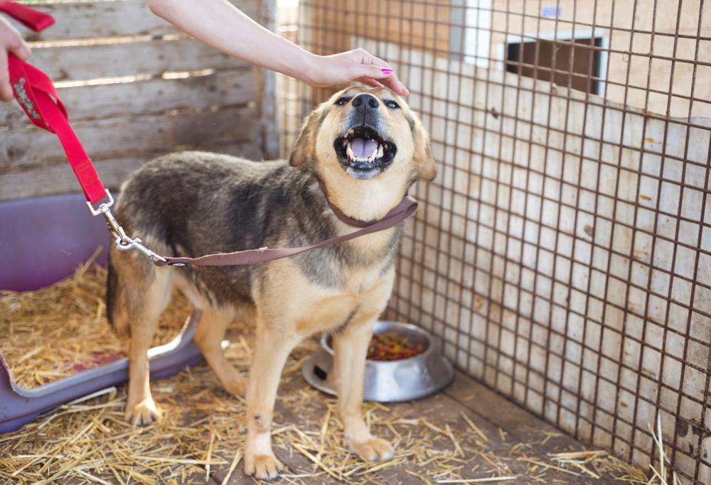 Anziana muore e lascia 1 milione di euro al Comune per costruire un gattile e un canile