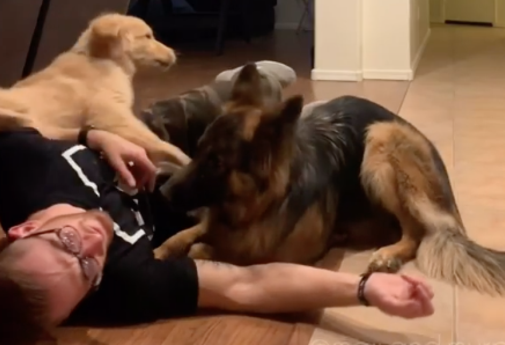 Il padrone cade e i due cani "discutono" su come soccorrerlo: l’esilarante video