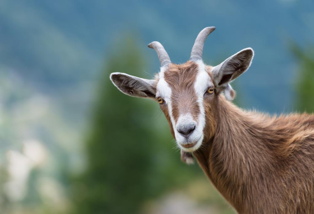Le capre sono in grado di riconoscere le emozioni sui volti umani