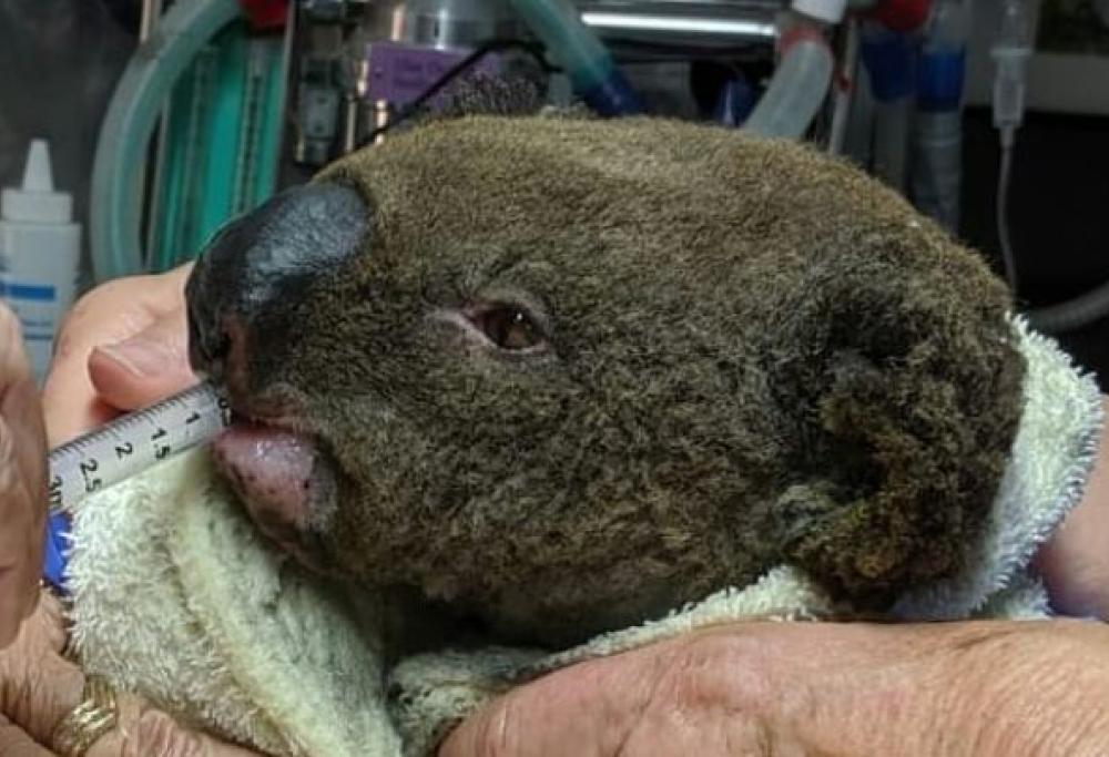 I koala si stanno estinguendo anche a causa dei devastanti incendi in Australia