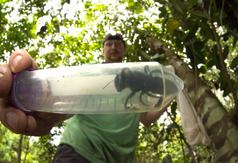 L'ape più grande al mondo non si è estinta: ritrovata dopo 38 anni