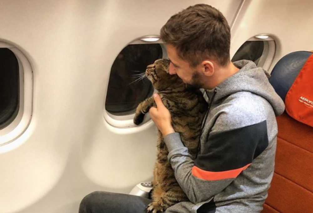 Il gatto pesa troppo per stare in cabina, ma lui lo porta lo stesso: la compagnia aerea lo punisce