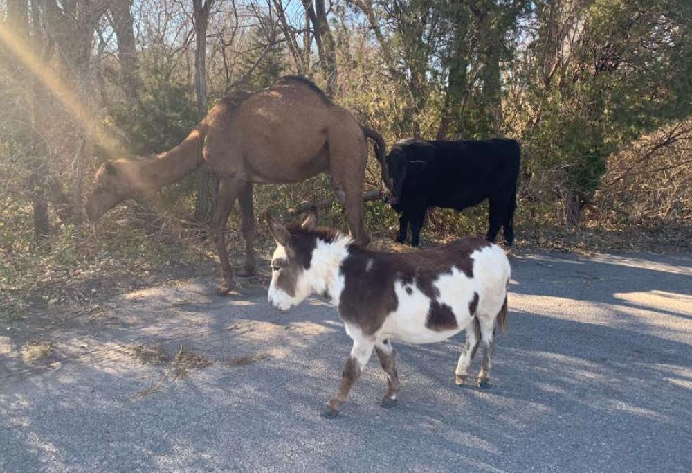 Animali vaganti, il post della polizia è virale: «Seguono la stella cometa»