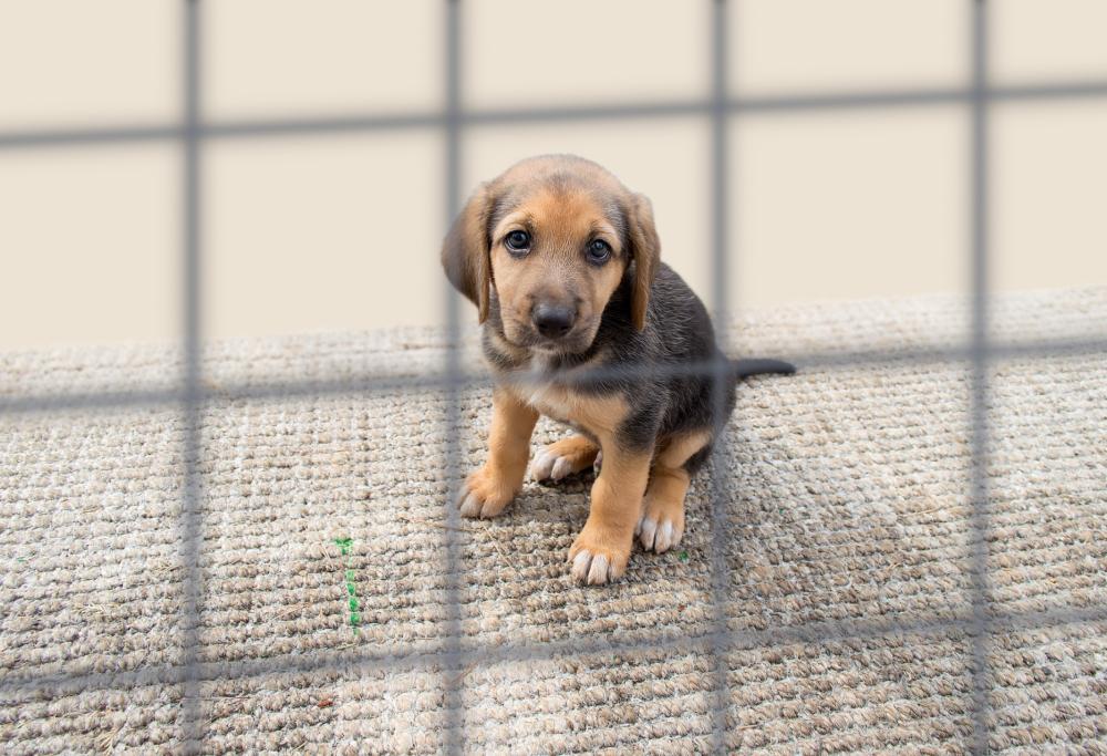 USA, la crudeltà verso gli animali diventa un crimine federale