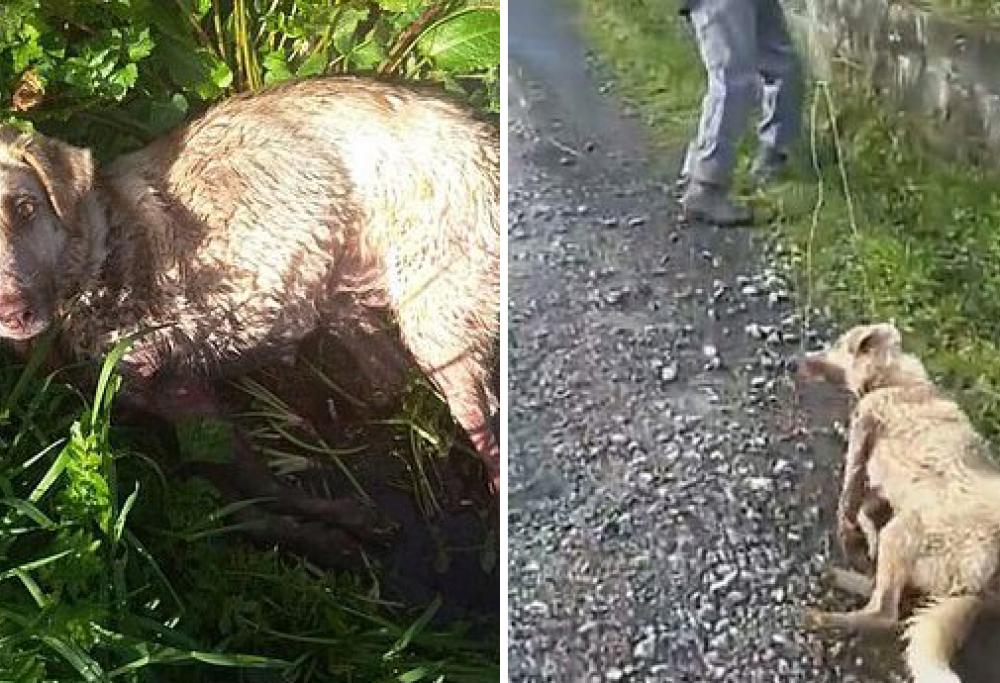 Spara al suo cane e lo trascina con una corda: automobilista lo vede e lo denuncia