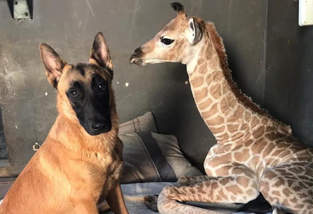 Morta la baby giraffa orfana: il cane Hunter è stato con lei fino alla fine