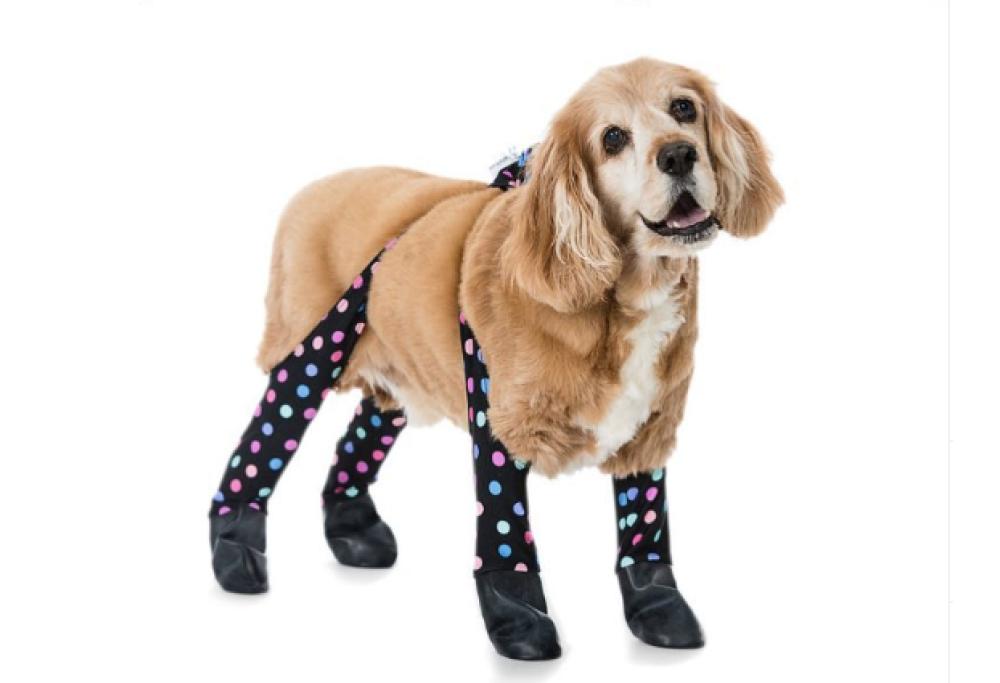 Dagli Stati Uniti arrivano i leggins per cani