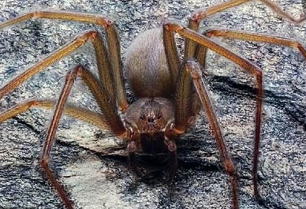 Scoperta in Messico una nuova specie di ragno molto pericolosa per l'uomo