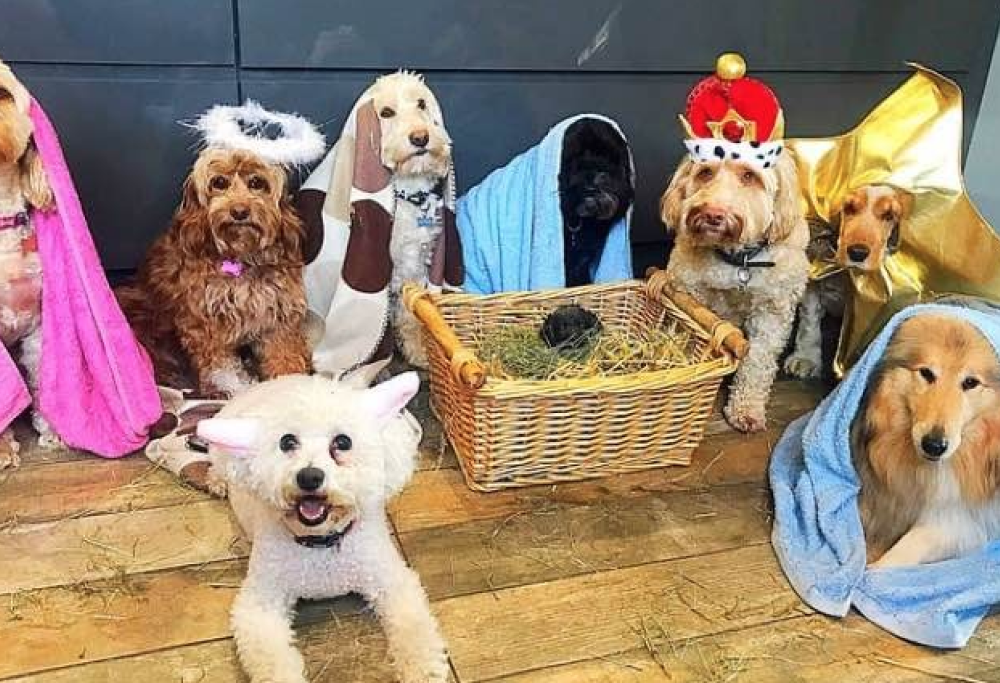 In un rifugio per animali in Inghilterra va in scena il primo presepe a quattro zampe