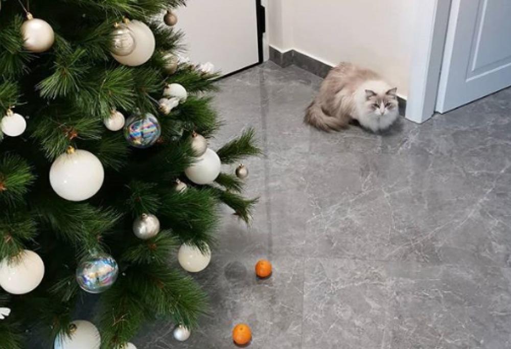 Mette in salvo l'albero di Natale dal gatto grazie ai mandarini