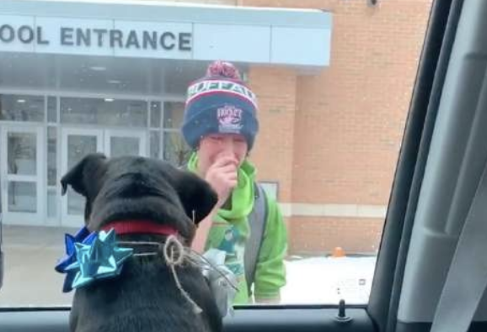 Famiglia ritrova il cane smarrito, l’incontro con il padroncino è commovente