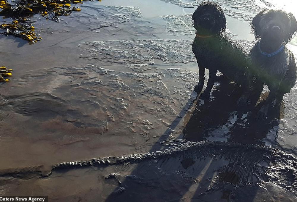 Cani trovano un fossile di ittiosauro di 65 milioni di anni fa
