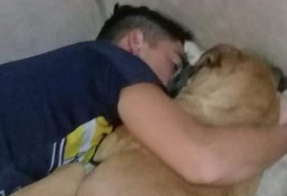 Cane muore di infarto abbracciato al padrone dopo aver sentito i fuochi d'artificio