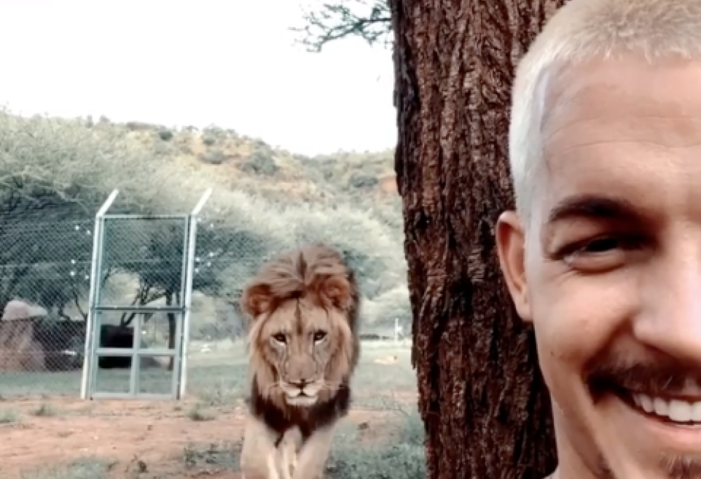 Un leone lo sta per attaccare alle spalle, ma il finale è a sorpresa