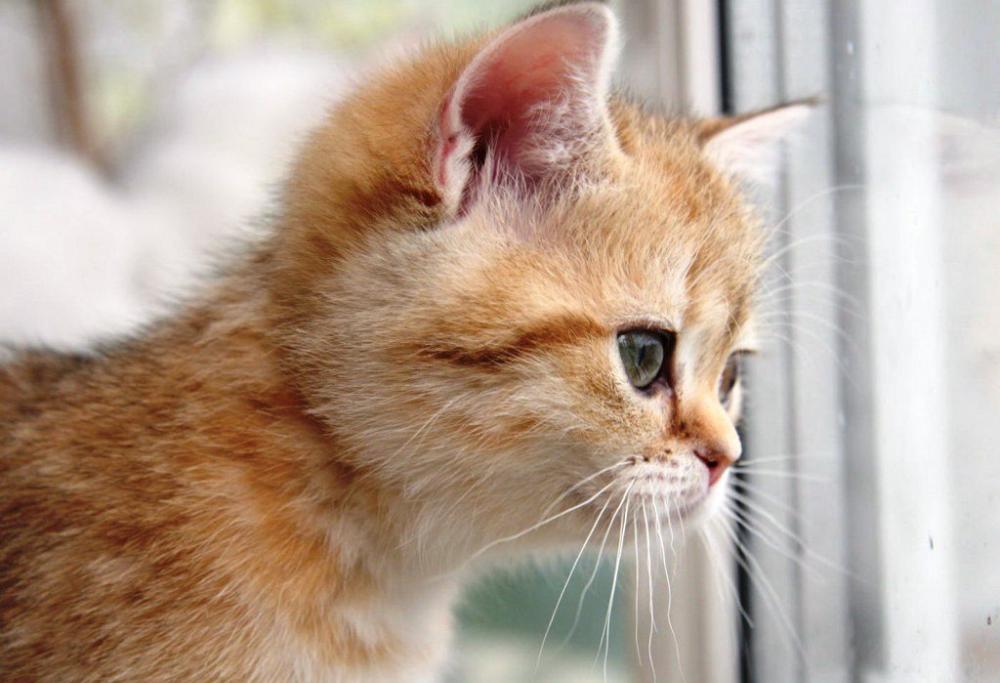 Bambino di 5 anni lancia un gattino dal balcone uccidendolo. Sui social scoppia la polemica