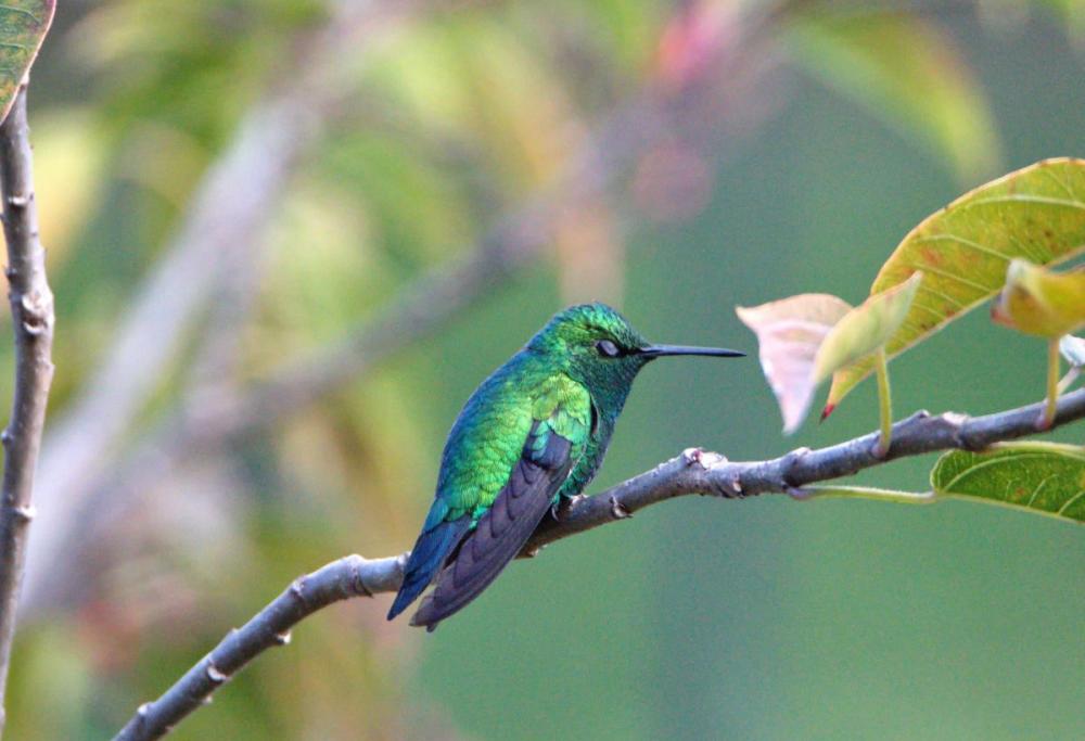 Avvistato per la seconda volta un uccello metà maschio e metà femmina