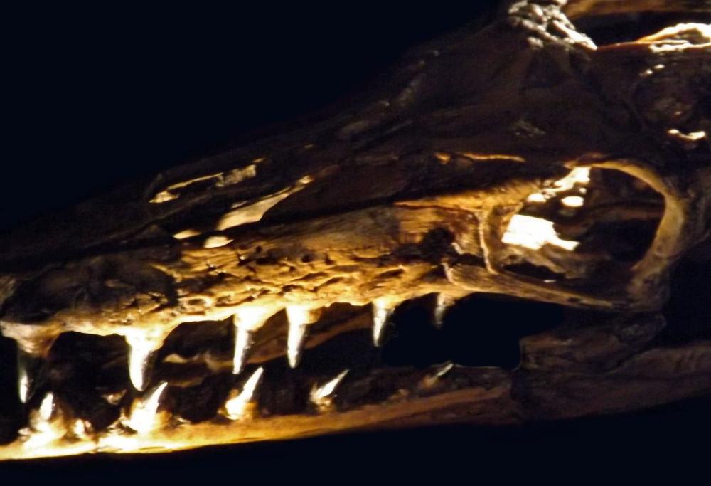 Giappone, rinvenuto il fossile del famoso “drago blu di Wakayama”