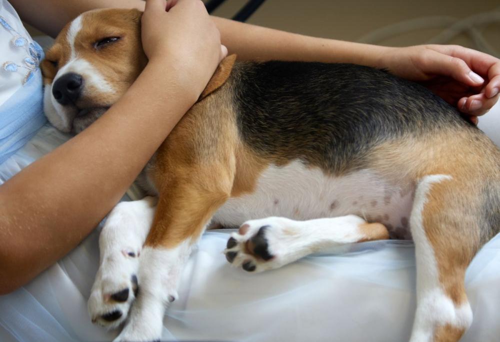 Cani dal dentista per tranquillizzare i pazienti: l'esperimento
