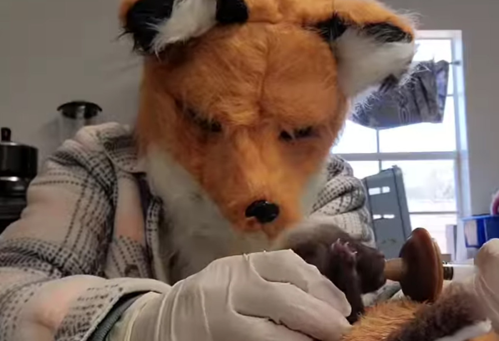 Veterinaria si traveste da volpe per allattare un cucciolo: video