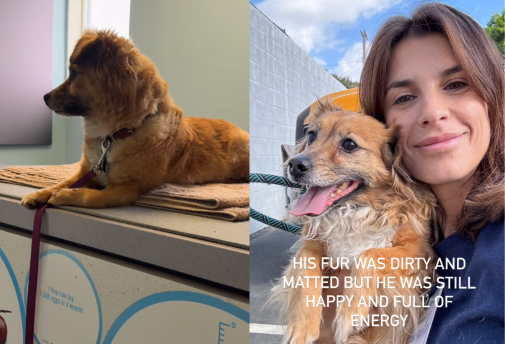 La Canalis adotta un cane: “Abbandonato come una scarpa vecchia’’