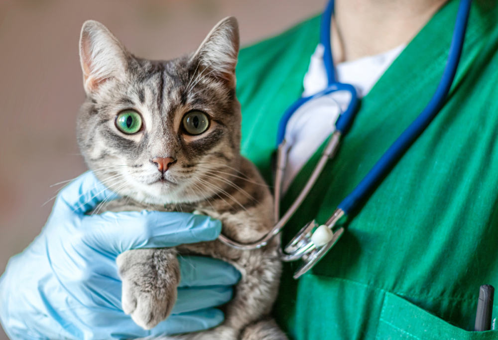 Pet economy: i veterinari influencer conquistano il web