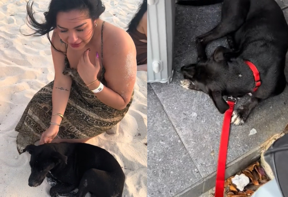 Incontra un cane randagio in vacanza e rinuncia al volo di ritorno