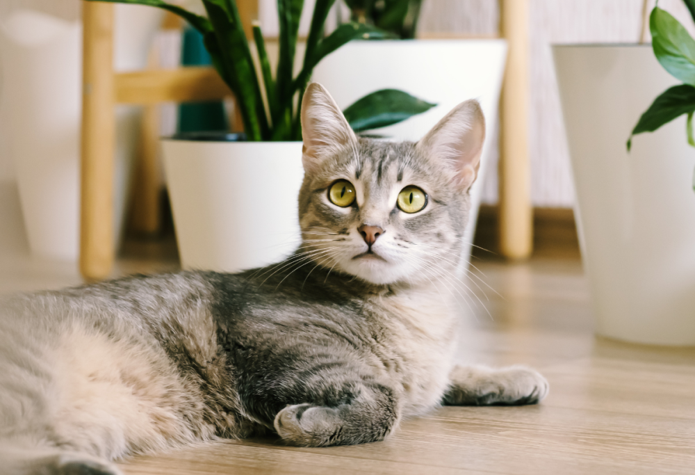 Sonno disturbato dal gatto? I trucchi per farlo dormire