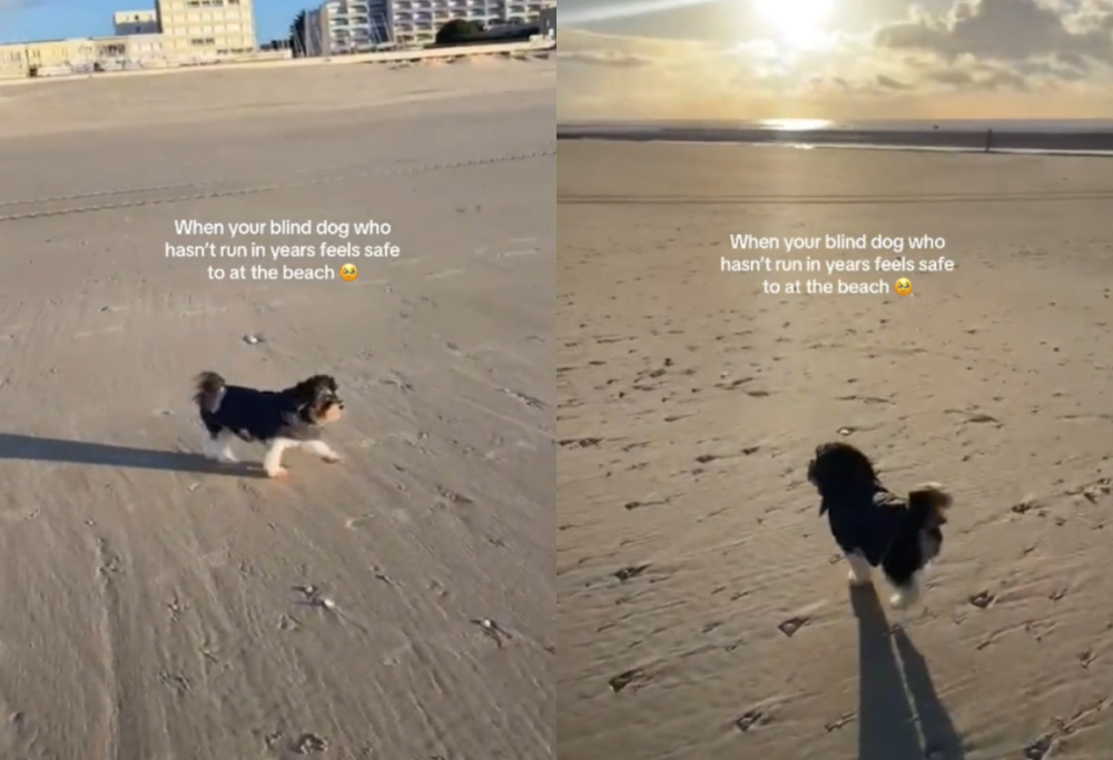 Un’emozionante cagnolina cieca e anziana sulla spiaggia: il video