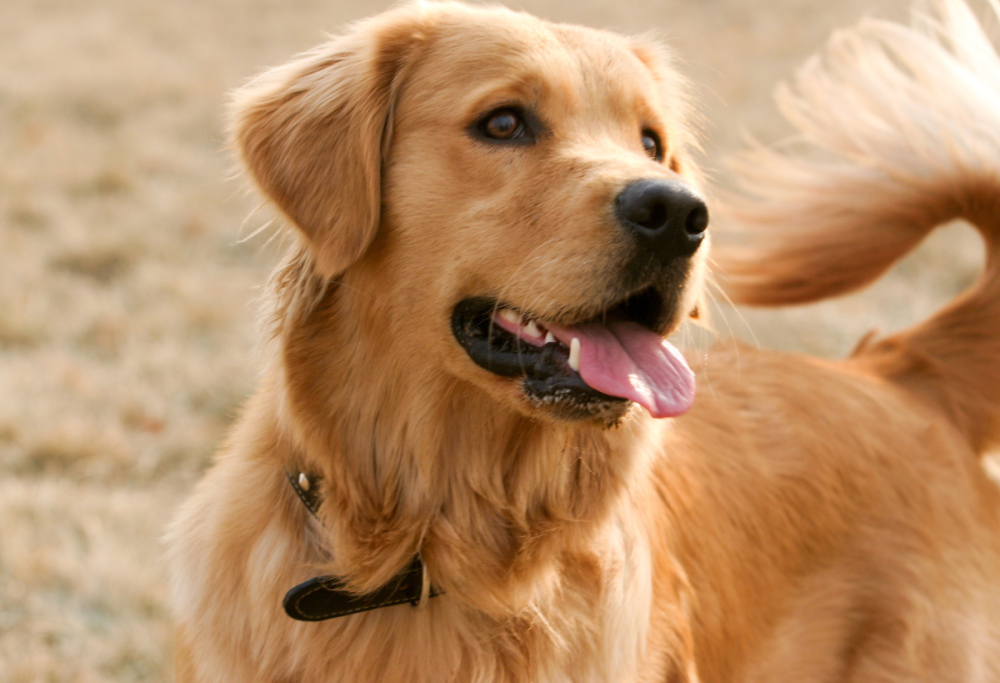 L'intelligenza artificiale traduce il linguaggio dei cani: ecco come
