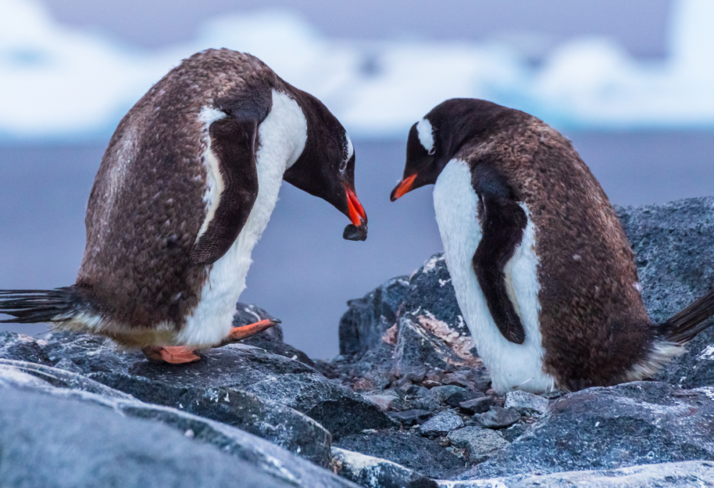 L’arte d’amare “spiegata” dai pinguini: cos’è il pebbling