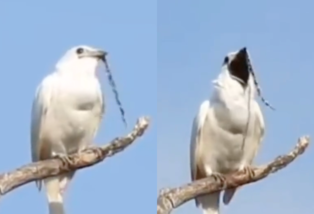 L’uccello con il canto più potente al mondo: il Campanaro Bianco