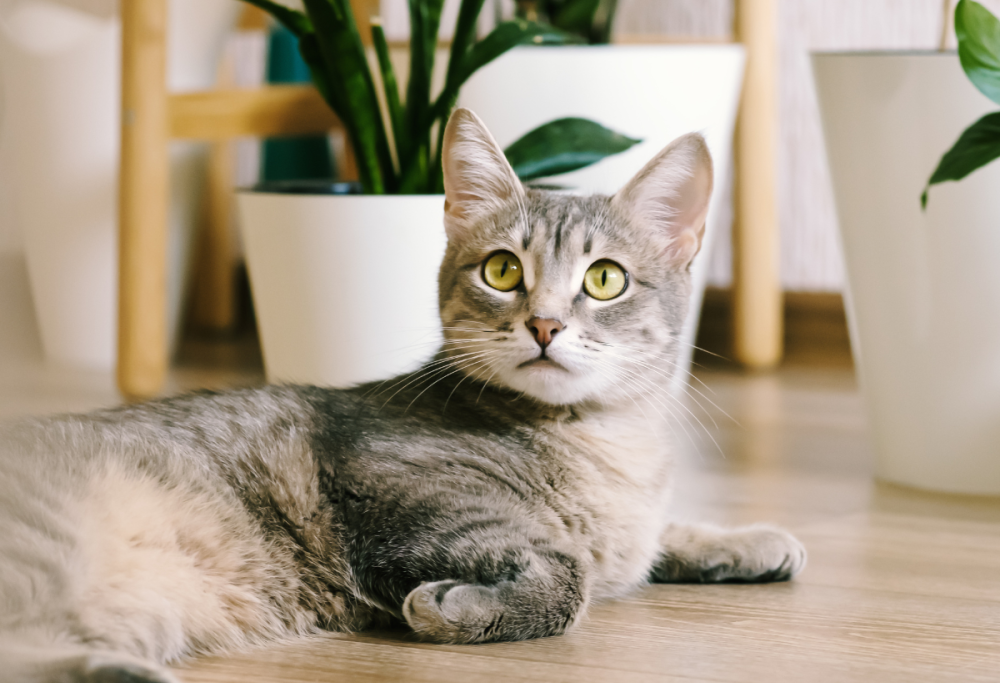 A New York c’è un Festival in cui si vedono solo video di gatti