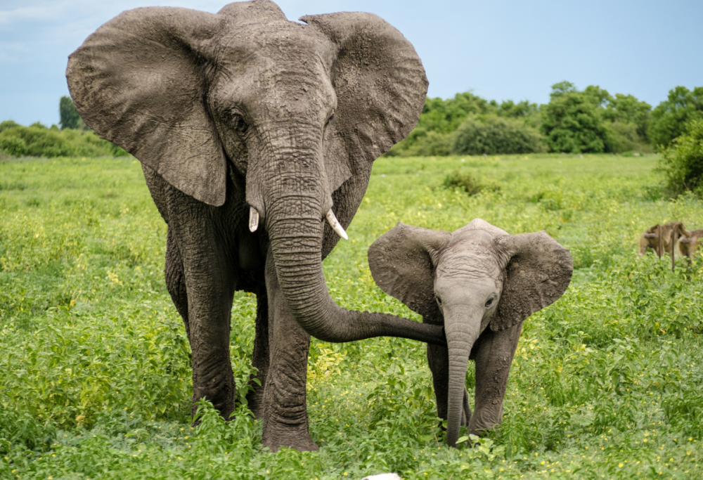 Gli animali possono contare e parlare? Le nuove scoperte scientifiche